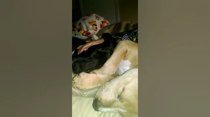 Dogs snoring