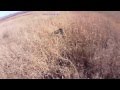 охота со спаниелем на фазана