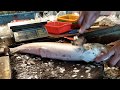 爛鰽魚要如何切割 就是要“打打刮刮”包水餃比肉好吃but 跟“生魚片”無緣的魚 | 夏威夷海鰱 Hawaiian tenpounder