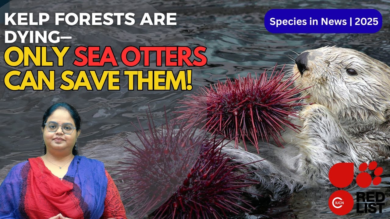 Why Sea Otters Are Nature’s Tiny Climate Heroes | The Hungry Otter Story