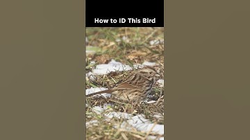 Song Sparrow identification example