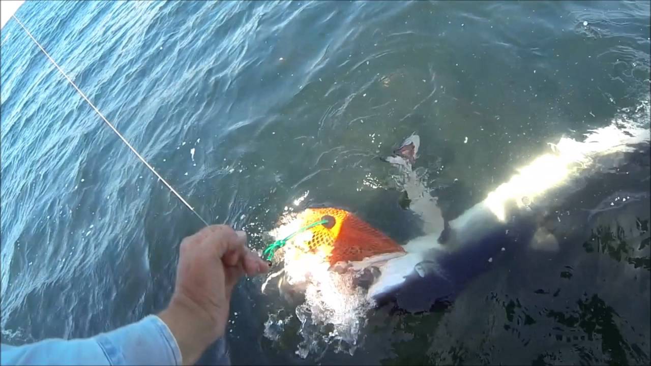 SHARK ATTACKs halibut fishing bait sack
