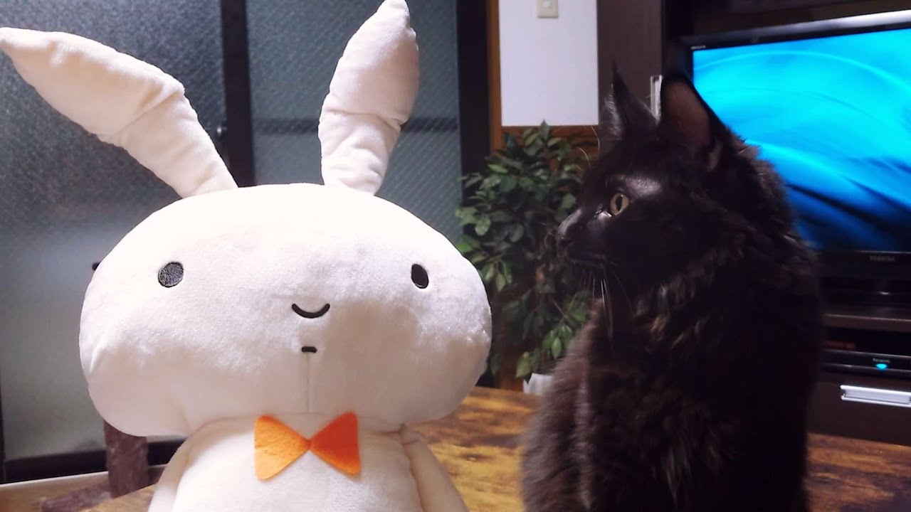 うさねこ様 ネネちゃんのうさぎと猫様達 - YouTube
