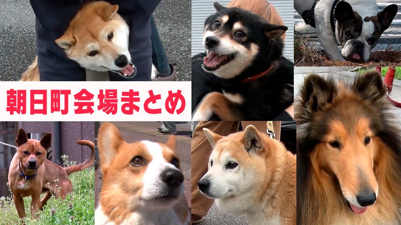 2022～2024ドタバタ劇シリーズ朝日町会場まとめ