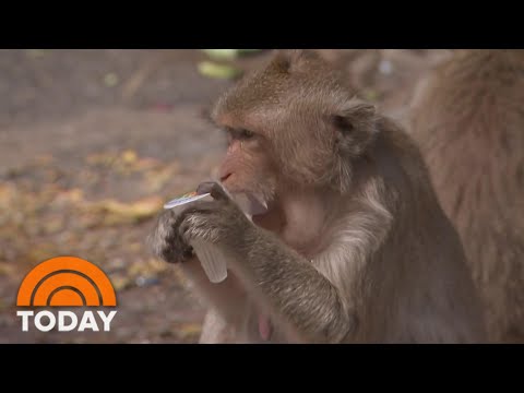 Hungry Monkeys Have Overrun This Thai Town During The Pandemic | TODAY