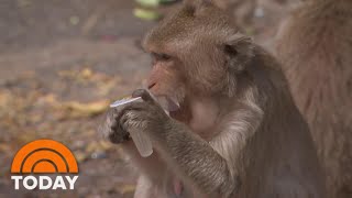 Hungry Monkeys Have Overrun This Thai Town During The Pandemic | TODAY
