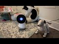 Jibo Meets Aibo