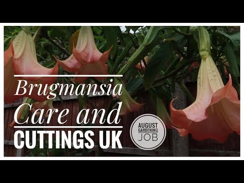 Caring for Brugmansia Angel’s Trumpet  UK August 2021