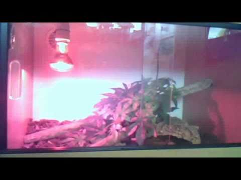 bonham carter New Pet.