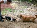 Excited Puppies