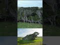 Bad Hair Day? These Trees Can Relate