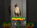 🗣️ Mango’s A Big Steppa‼️#bigsteppa #fypage #foryou #conure #mangolovinstuff #parrot #pets #funny