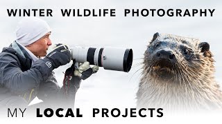 WILDLIFE PHOTOGRAPHY close to home ⎸ My winter projects