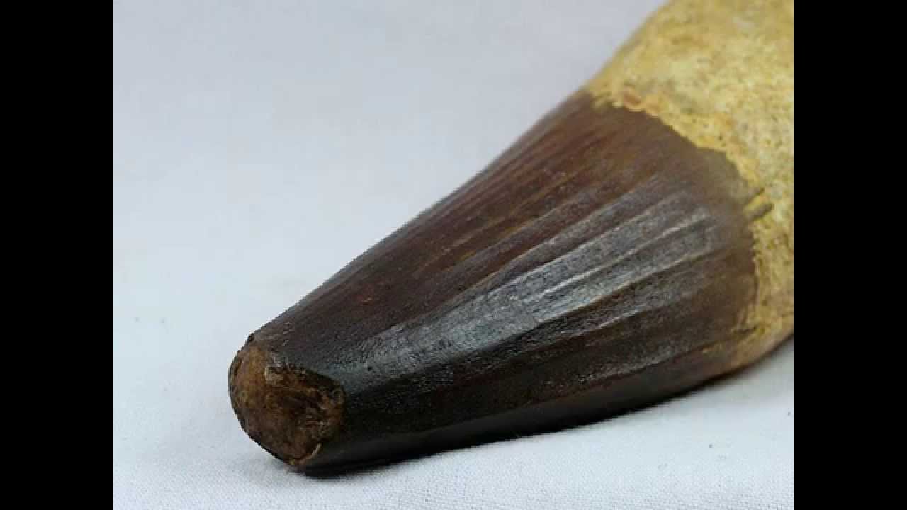 Fossil Tooth of Carnivorous Dinosaur | Spinosaurus aegyptiacus | Dinosaur Tooth Fossil for Sale