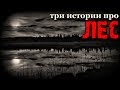 Истории на ночь (3в1): 1.Лихолесье, 2.Спасибо тебе, 3.Затуманенный разум