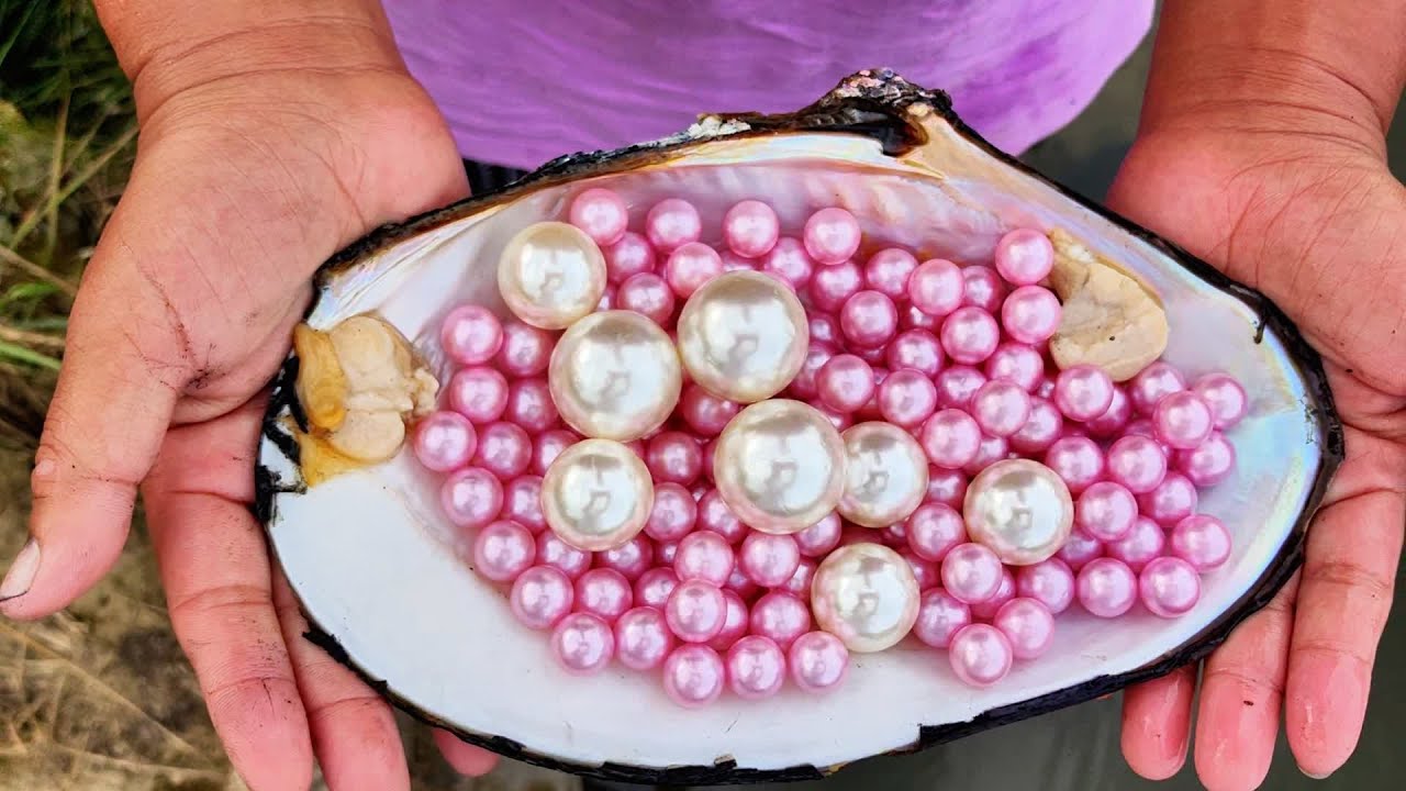 Huge pearls worth one million have been collected in the wild - YouTube