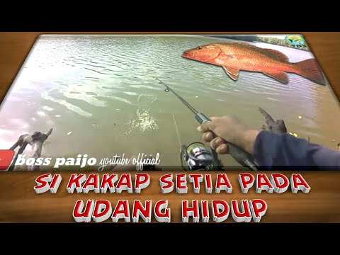 mancing ikan kakap di muara air payau pakai umpan udang hidup