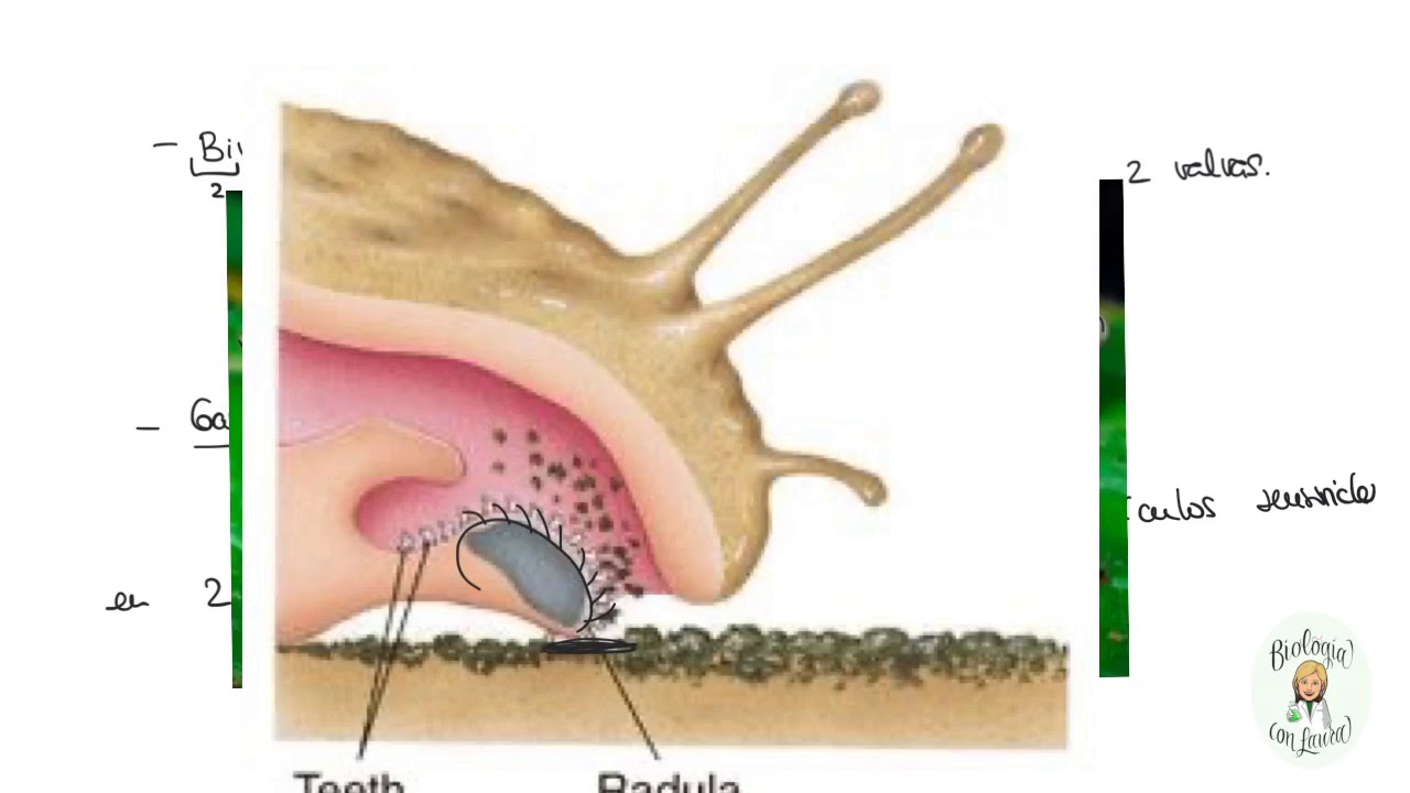 Язык моллюсков. Радула виноградной улитки. Радула у брюхоногого моллюска. Строение брюхоногих моллюсков Радула.