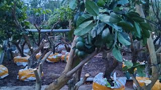 Cây Phôi Chanh Siêu Trái Sđt 0978296360