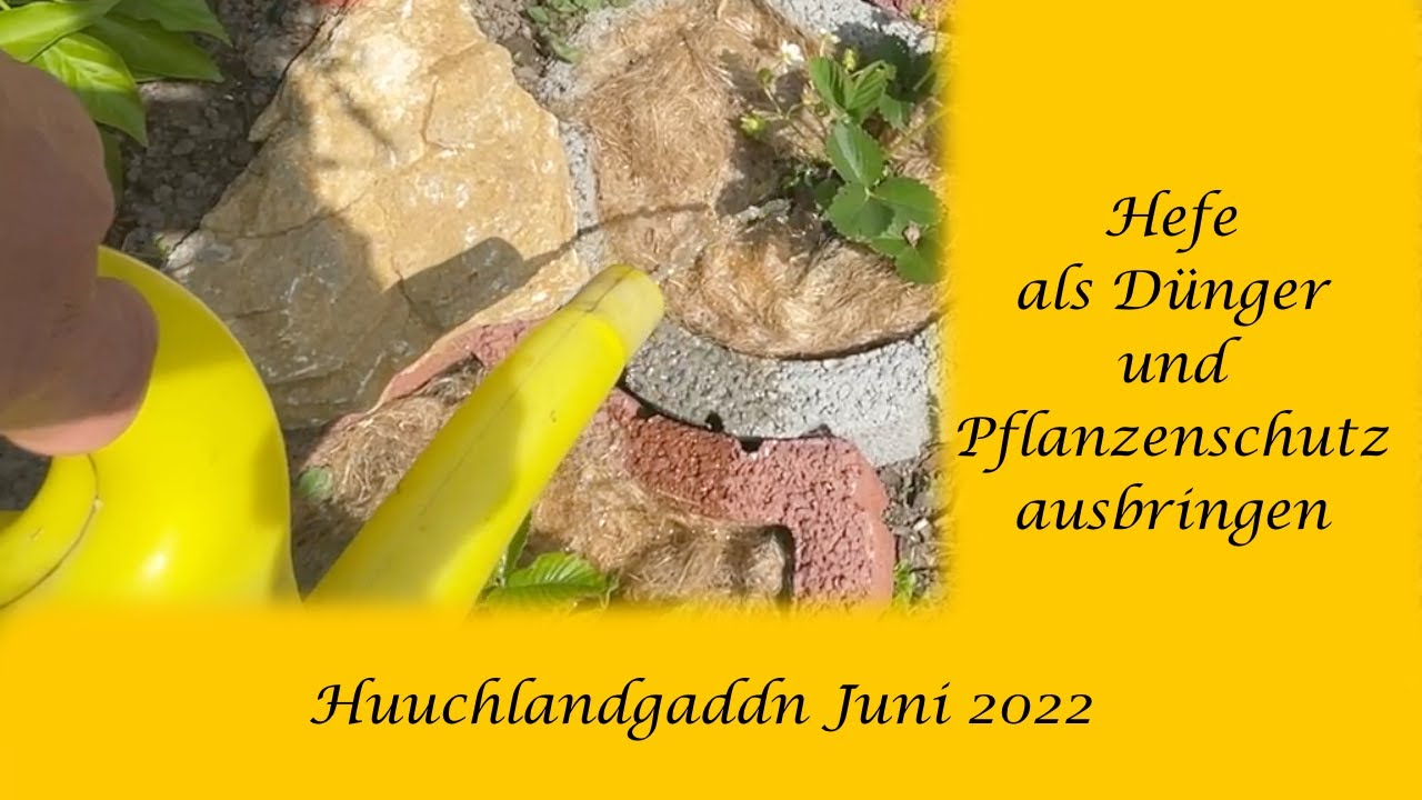 Hefe als Dünger und Pflanzenschutz Altes Hausmittel YouTube