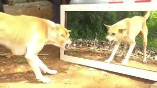 Köpek Ve Ayna Şakasi, Çok Komi̇k - Dog And Mirror Joke Is So Funny