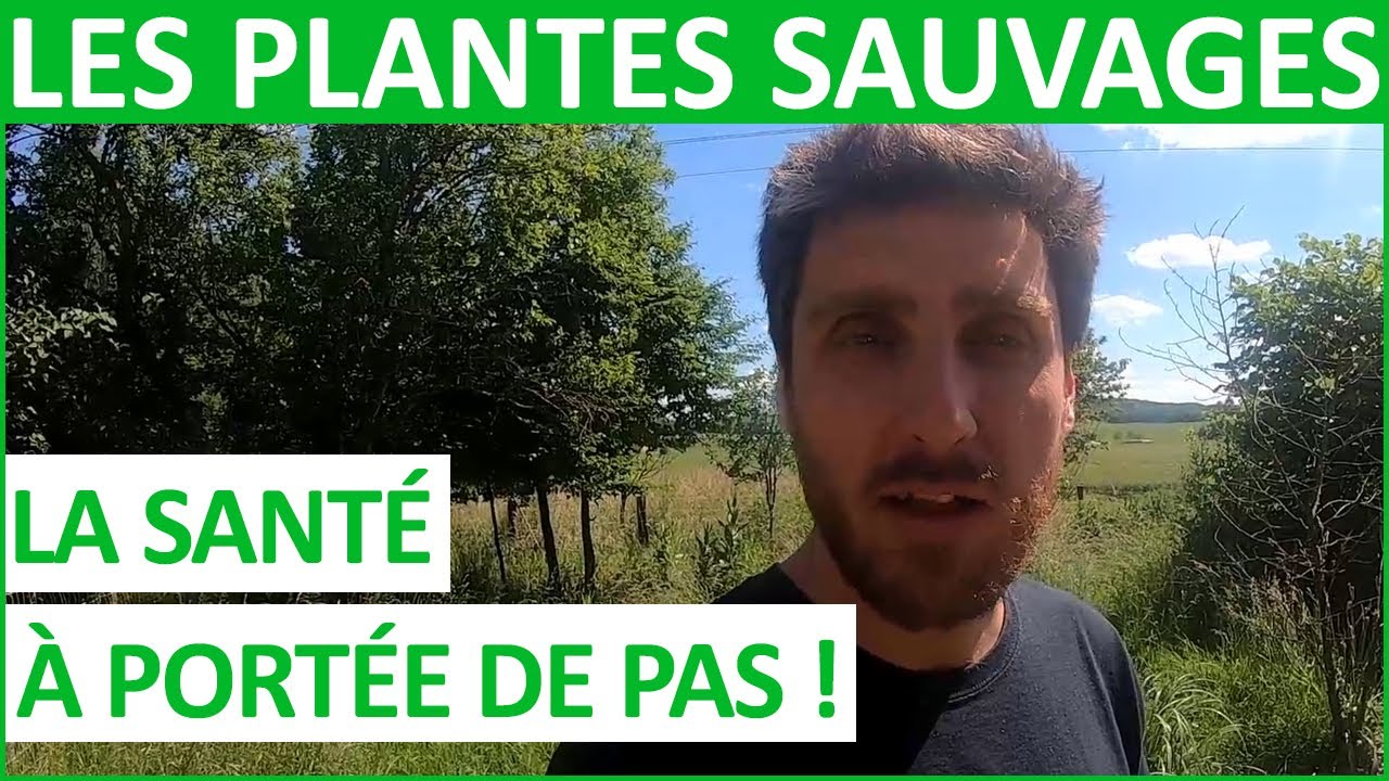 🌿 Les plantes sauvages au service de votre santé avec François Couplan 🍃