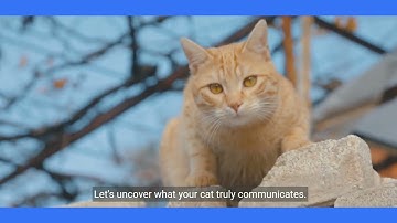 The Cat Whisperer: Decode Feline Behavior.#Cat behavior