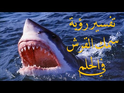 تفسير رؤية سمك القرش في الحلم عند ابن سيرين