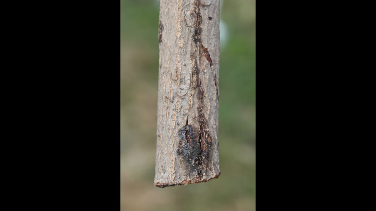 What is Canker in Apple | Causes | Types | Management | YSP UHF Nauni