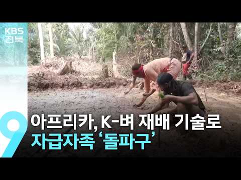 수입 쌀 먹는 아프리카, K-벼 재배 기술로 자급자족 ‘돌파구’ / KBS  2026.07.26.
