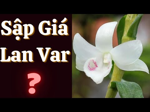 Thị Trường Lan Đột Biến | Lan Var Sập Giá Chưa || Đức Hoa Lan | Foci