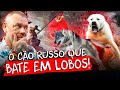 ALABAI, O CÃO DO EXERCITO VERMELHO! | RICHARD RASMUSSEN