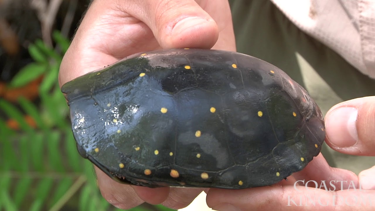 Trapping Spotted Turtles with The Orianne Society - YouTube