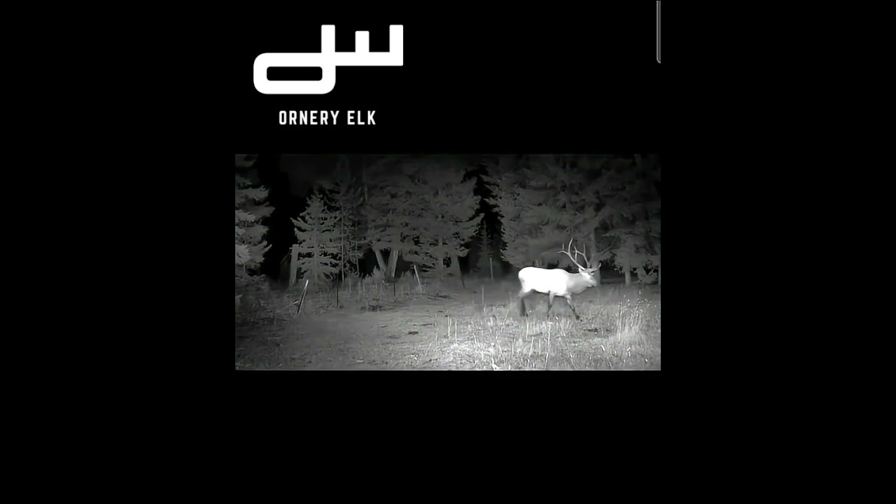 The Real OrneryElk 