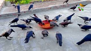 Lovely Crow Voice | Crow Feeding Different Foods | Criw Foods Time | Best HD crow Video P69