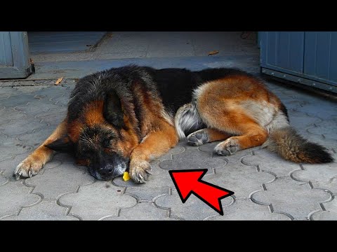 Хозяин постоянно избивал свою собаку. Но в один момент случилось ...