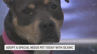 Qcawc Launches Looking For Love Adoption Program For Special Needs Pets