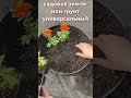ЖАЛЕЮ, что раньше ТАК не пересаживала бархатцы — кусты огромные и все в цветах! #plants