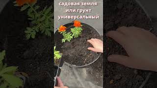 ЖАЛЕЮ, что раньше ТАК не пересаживала бархатцы — кусты огромные и все в цветах! #plants