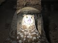 What's Inside an Owl's Underground Burrow? 🦉🔦 (POV Micro-Camera)