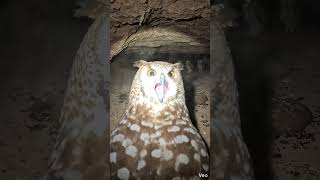 What's Inside an Owl's Underground Burrow? 🦉🔦 (POV Micro-Camera)