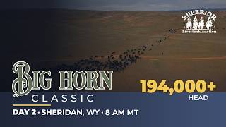 Big Horn Classic Auction August 18 2026 194 000 head Midwest Calves Southern Feeders
