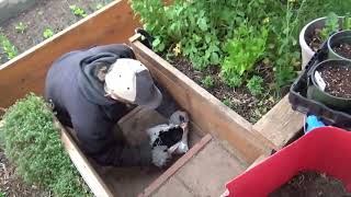 Adding Worms To Your Greenhouse Is Fun & Easy with Green Greg's Worm Farm