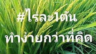 ปลูกข้าวให้ได้ผลผลิตเกินนา ทำไม่ยากอย่างที่คิด