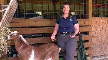 How to Assess Goat Body Condition Score