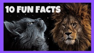 10 Fun Facts About CATS