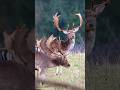 ČRIEDA  DANIELOV/ HERD OF FALLOW BUCKS /DAMA DAMA/ FALLOW DEER