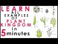 Plant Kingdom-Short Tricks |Biology Bytes Examples |Ncert Biology For NEET 2020|AIIMS|Class 11