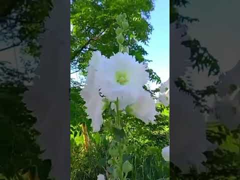 Bessings of Nature 🌼 |Travel & Events | BlissfulMomentsWithUs | #viral | #Short