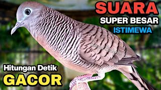 Perkutut Lokal GACOR Suara Kung Besar Pancingan Burung Perkutut Agar Bunyi.